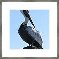 Pelican Roost Framed Print