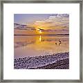 Pelican Sunset 9885 Framed Print