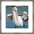 Pelican Tuncurry 590. Framed Print