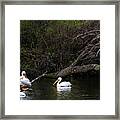 Pelicans At Viking Park #4 Of 7 - Stoughton Wisconsin Framed Print