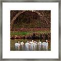 Pelicans At Viking Park #5 Of 7 - Stoughton Wisconsin Framed Print