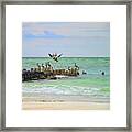 Pelicans In Florida Framed Print