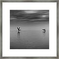 Pelicans Over Lake Kerkini Framed Print