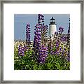 Pemaquid Point Lighthouse With Purple Lupine Framed Print