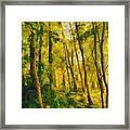 Pennsylvania Woods Framed Print