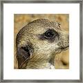 Pensive Meerkat Closeup Framed Print