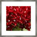 Red Penta Flowers Framed Print
