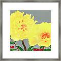 Peony Blossom, Yellow Flower, Vintage Print From The Picture Boo Framed Print