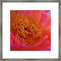 Peony Blossoms In Spring 5 Framed Print