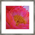 Peony Blossoms In Spring Framed Print