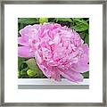 Peony On Fence Framed Print