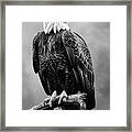Perched Bald Eagle 2 Framed Print