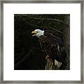 Perched Bald Eagle Framed Print