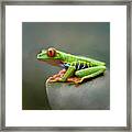 Perched On A Leaf - Red-eyed Tree Frog Framed Print