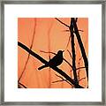 Perched Silhouette Orange Framed Print
