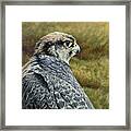 Peregrine Falcon Study Framed Print