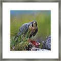 Peregrine Falcon With Duck Framed Print