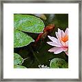 Perfect Beauty And Koi Companion Framed Print