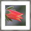 Perfectly Orange Fuzzy Succulent Blossom Framed Print