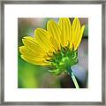 Petals In Yellow Framed Print