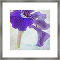 Petite Iris Abstract Framed Print