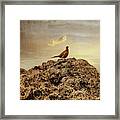 Pheasant At Sunset Framed Print