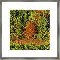 Philip's Autumn Trees Framed Print