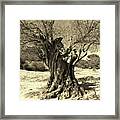 Photo 92 1000 Year Old Olive Tree Framed Print