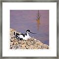 Pied Avocet . Framed Print