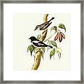 Pied Robin, Petroica Bicolor, Swains Framed Print