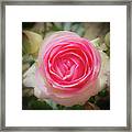 Pierre De Ronsard Rose In Bloom Framed Print