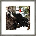 Pileated Woodpecker 2 Framed Print