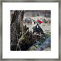 Pileated Woodpecker Feeding Framed Print
