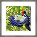 Pileated Woodpecker Framed Print