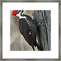 Pileated Woodpecker Framed Print
