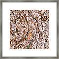 Pine Bark Abstract Framed Print