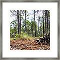 Pine Cone On The Forest Floor Framed Print