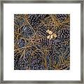 Pine Cones, Needles And Oak Leaves Framed Print