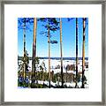 Pine Forest View Framed Print