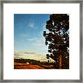 Pine Tree Farm Brazil Framed Print