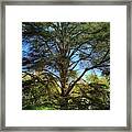 Pine Tree Framed Print