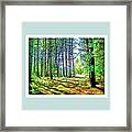 Pine Tree Path Framed Print