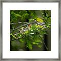 Pine Warbler With Chick Framed Print