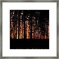 Pines At Sunset Framed Print