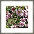 Pink Abundance Framed Print