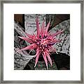 Pink And Purple Bromeliad Flower Framed Print