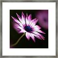 Pink And White Daisy Framed Print