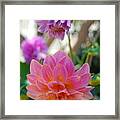 Pink And Yellow Dahlias 1 Framed Print