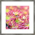 Pink And Yellow Daisies 2 Framed Print