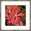Pink And Yellow Orchid Framed Print